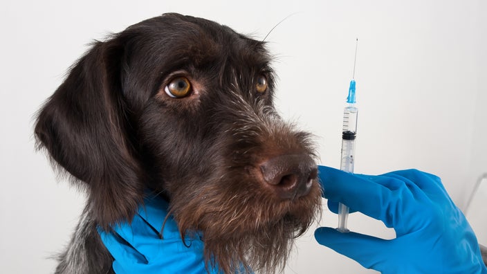 Dark brown terrier dog waiting to get a shot from a vet in blue medical gloves.