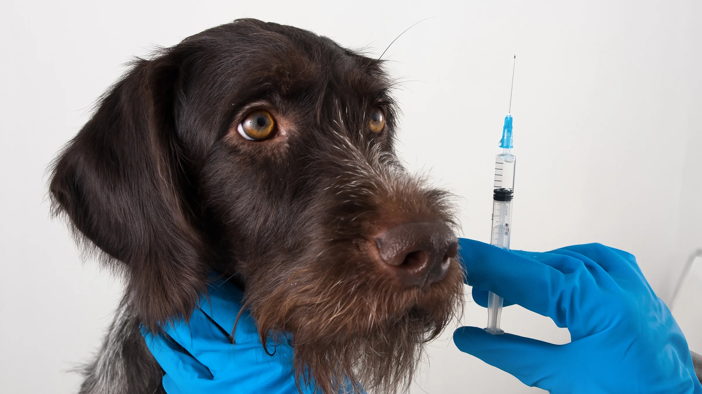 Dark brown terrier dog waiting to get a shot from a vet in blue medical gloves.