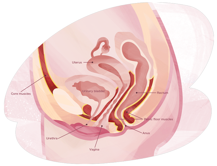 Illustration of anatomy of pelvic floor muscles