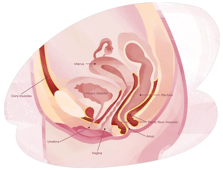 Women's health: Menopause: Guide: Pelvic floor: Anatomy Desktop