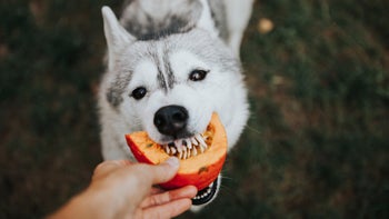 dog: siberian husky eating pumpkin 1153211698