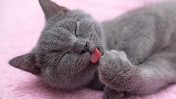 cat licking paw-1212822618