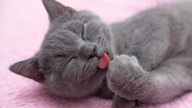 7 Common Reasons Cats Lick Themselves — and When It Becomes a Problem