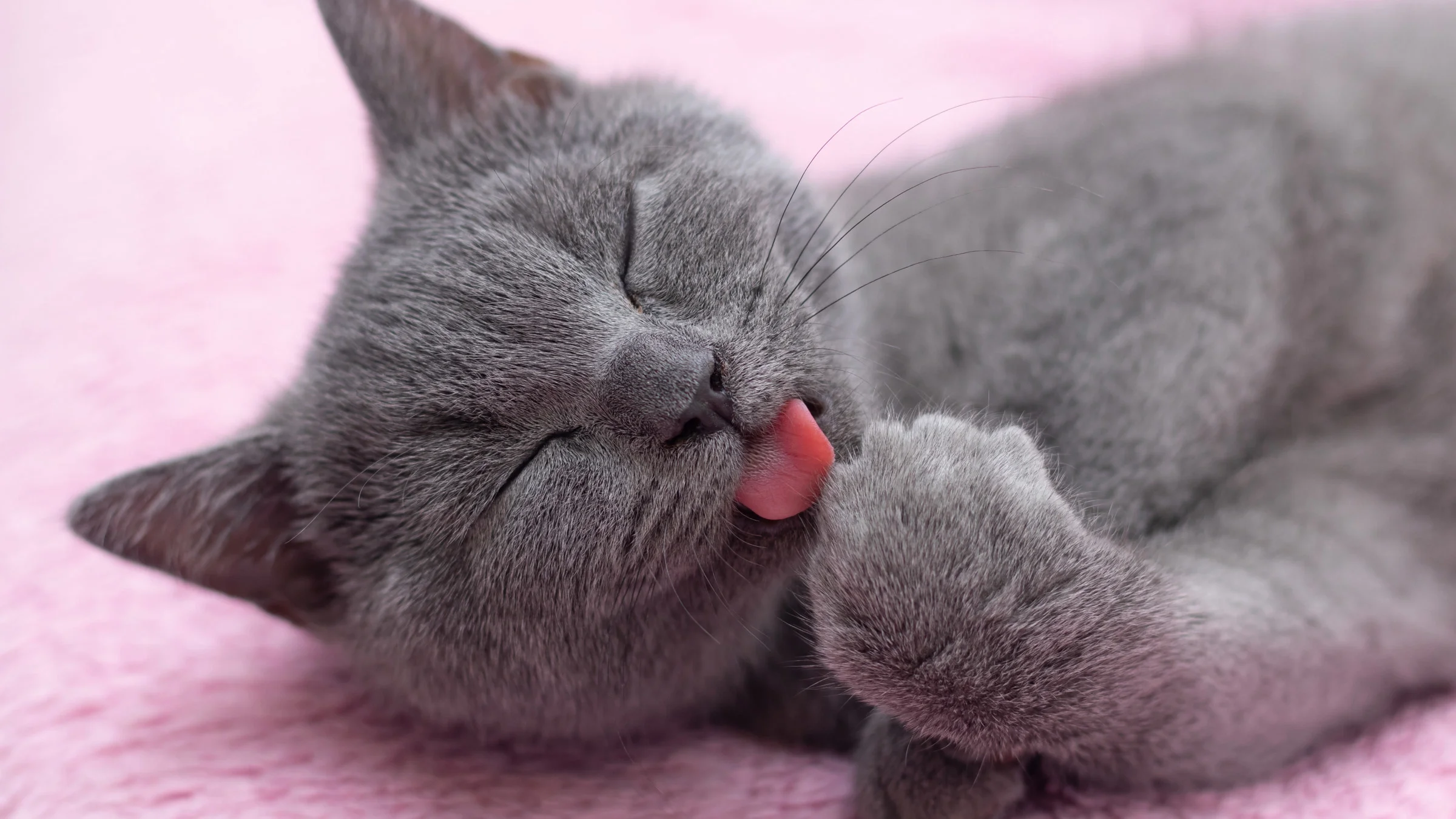 A gray cat on a pin blanket, licking its paw.
