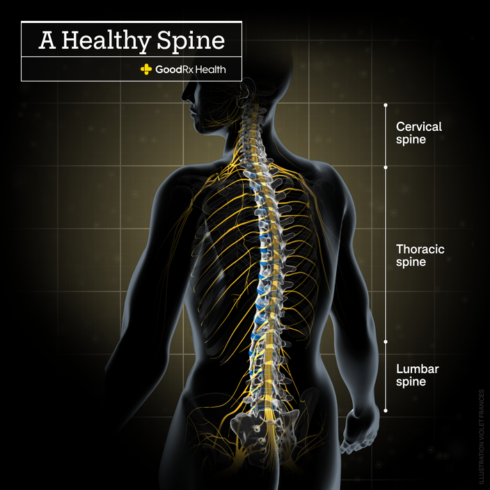 A 3D illustration of a healthy spine including cervical spine, thoracic spine, and lumbar spine.