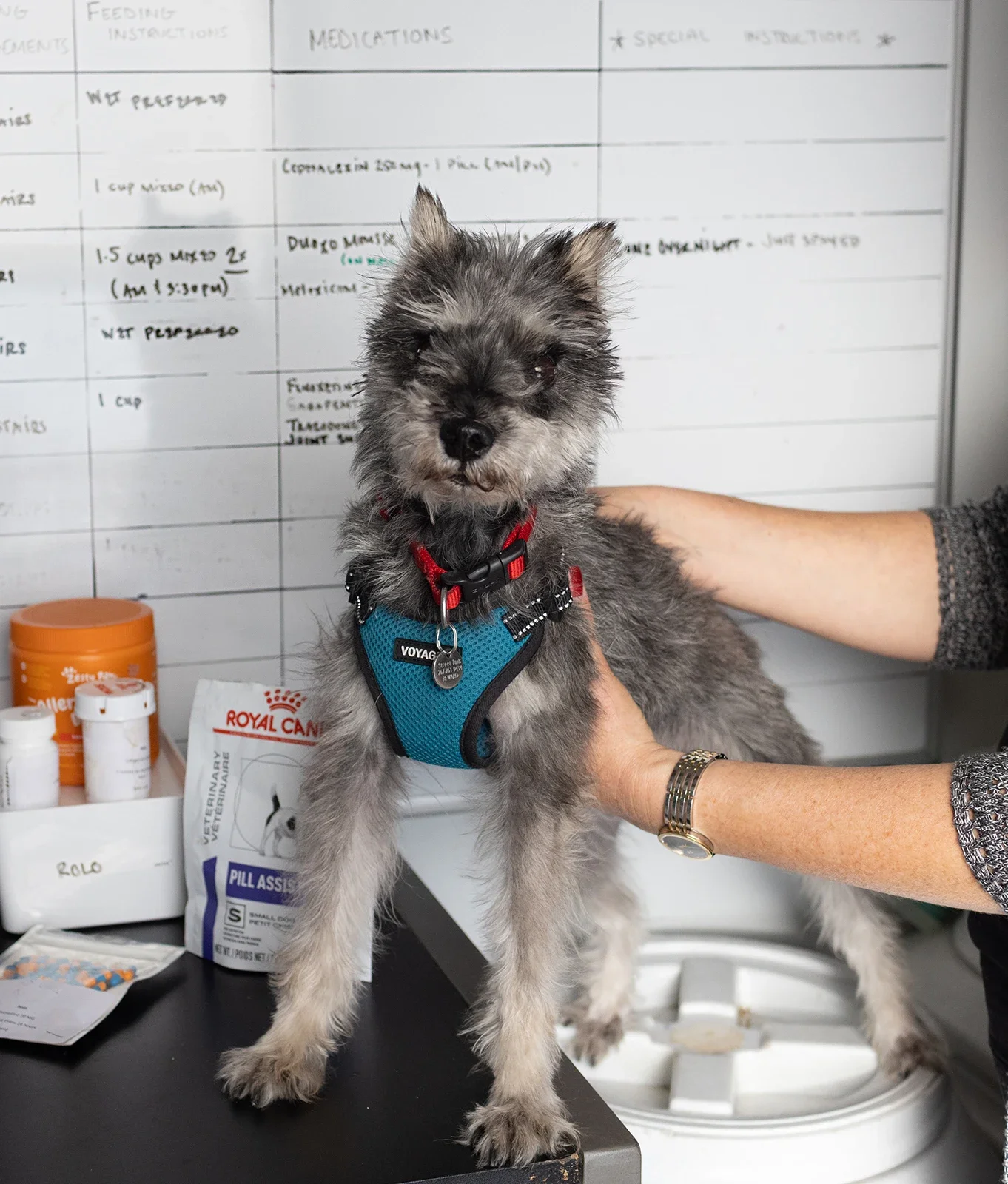 A small gray dog wearing a blue harness stands on a table surrounded by medications and pet supplies, with a whiteboard in the background listing names and feeding schedules.
