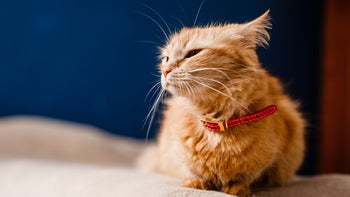 cat: scared cat sitting on the couch 2204289684