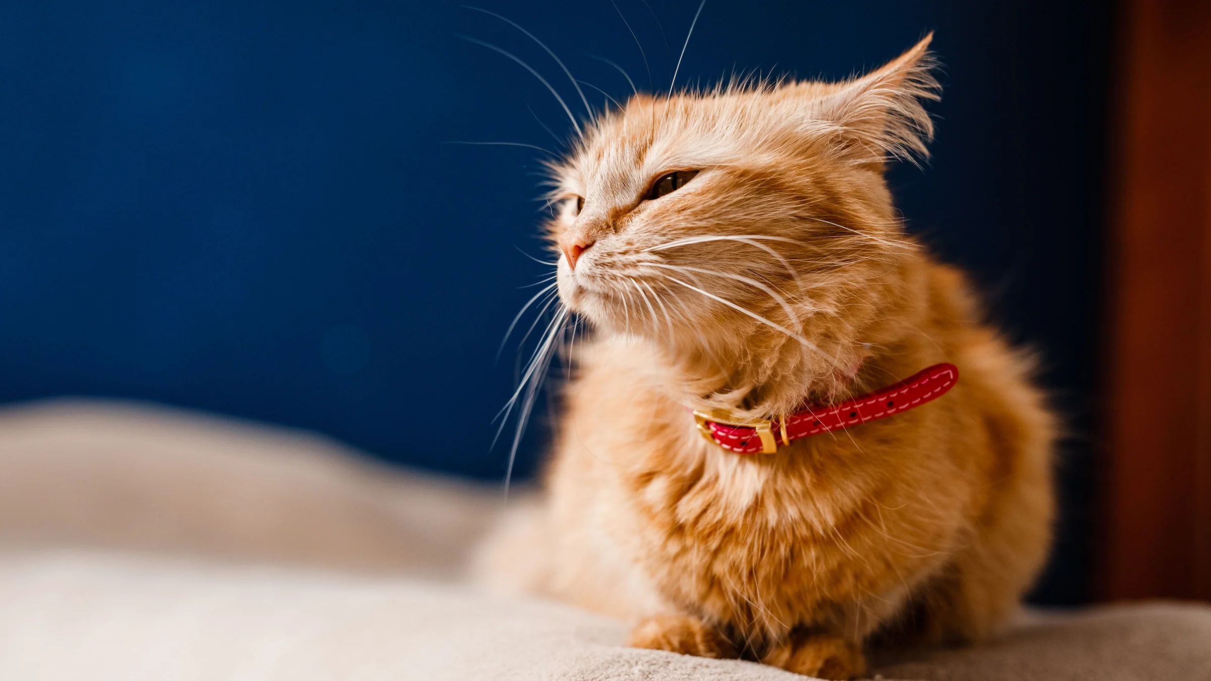 A cat looks scared while sitting on a couch.
