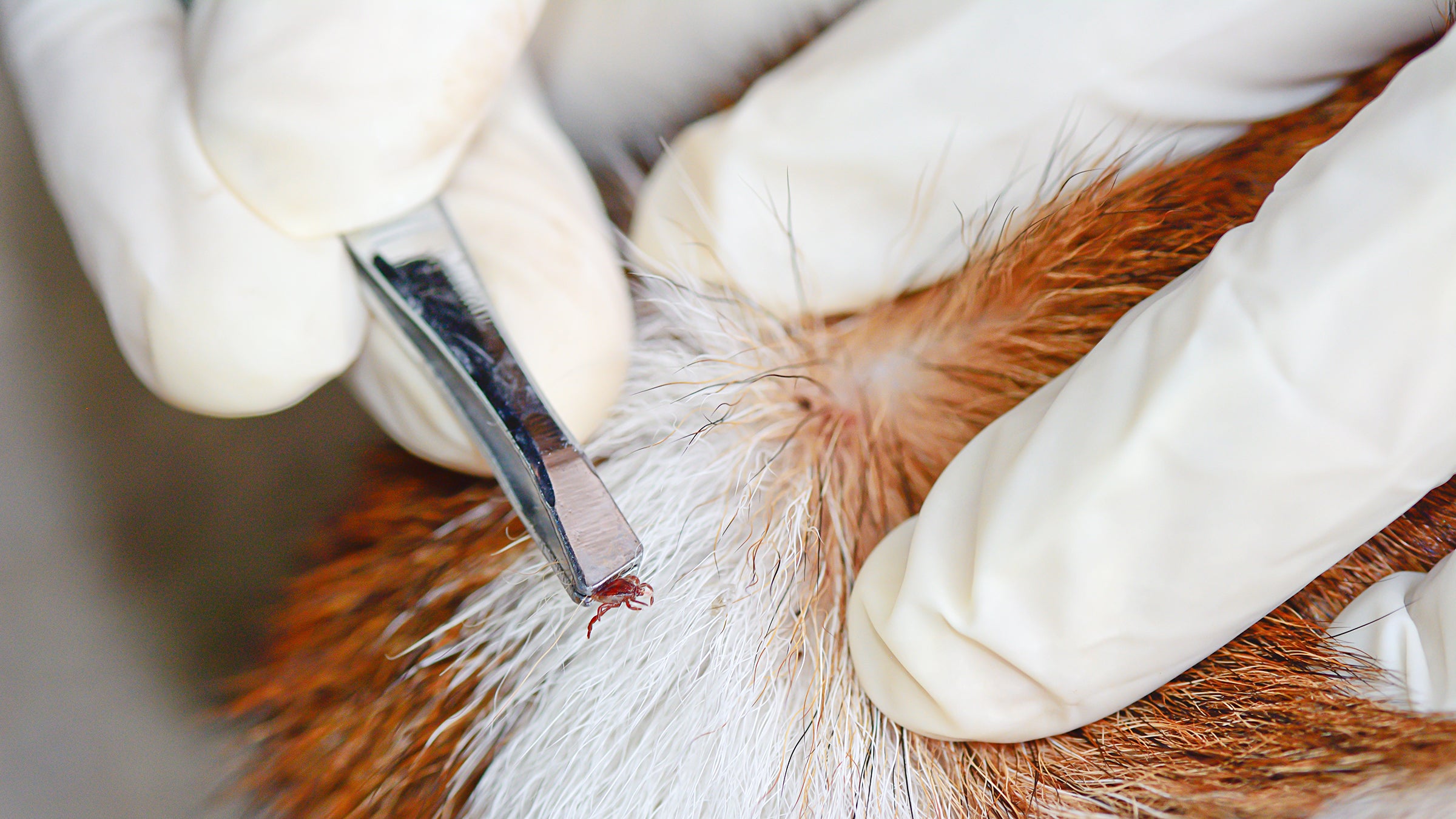 Dog: closeup tick removal 504101705