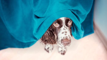 Health: Dog: anxious dog 1215560479