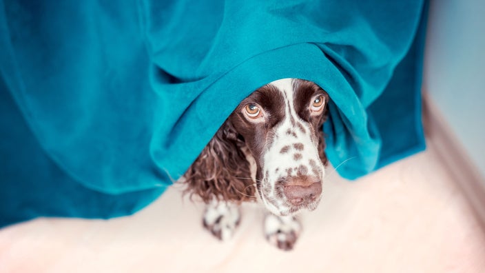 Is Prozac Safe for Dogs? Dosing, Side Effects, and Tips - GoodRx