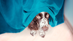 Anxious dog hiding behind curtains.
Lusyaya/iStock via Getty Images Plus