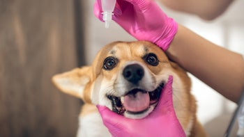 dog: closeup eyedrop in corgi dog eyes 1313441675