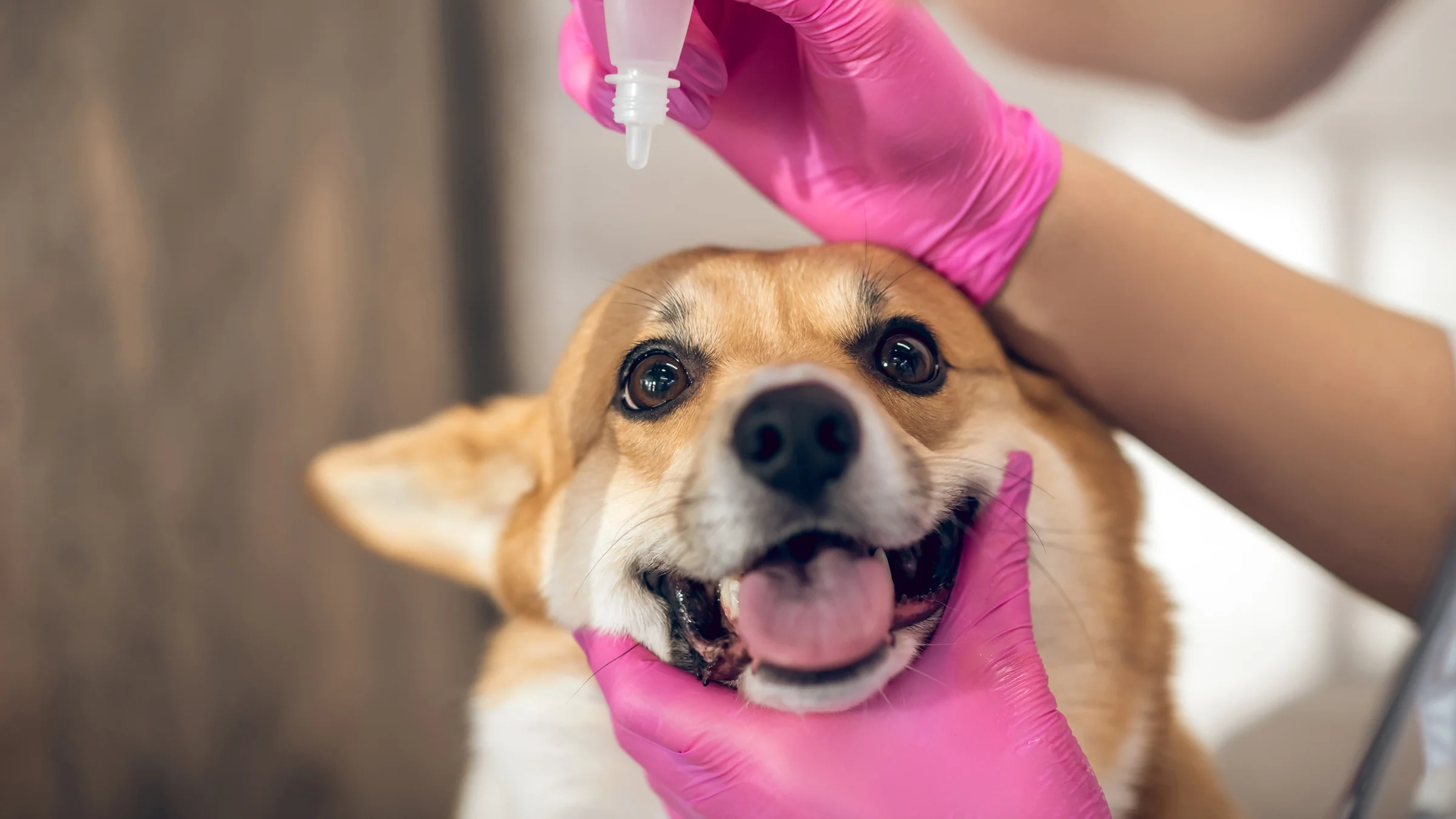 A corgi dog is getting eye drops put in their eyes in a close-up.
