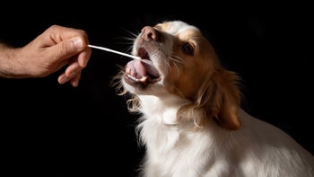 Pet health: DNA: dog cheek swab 1355984022