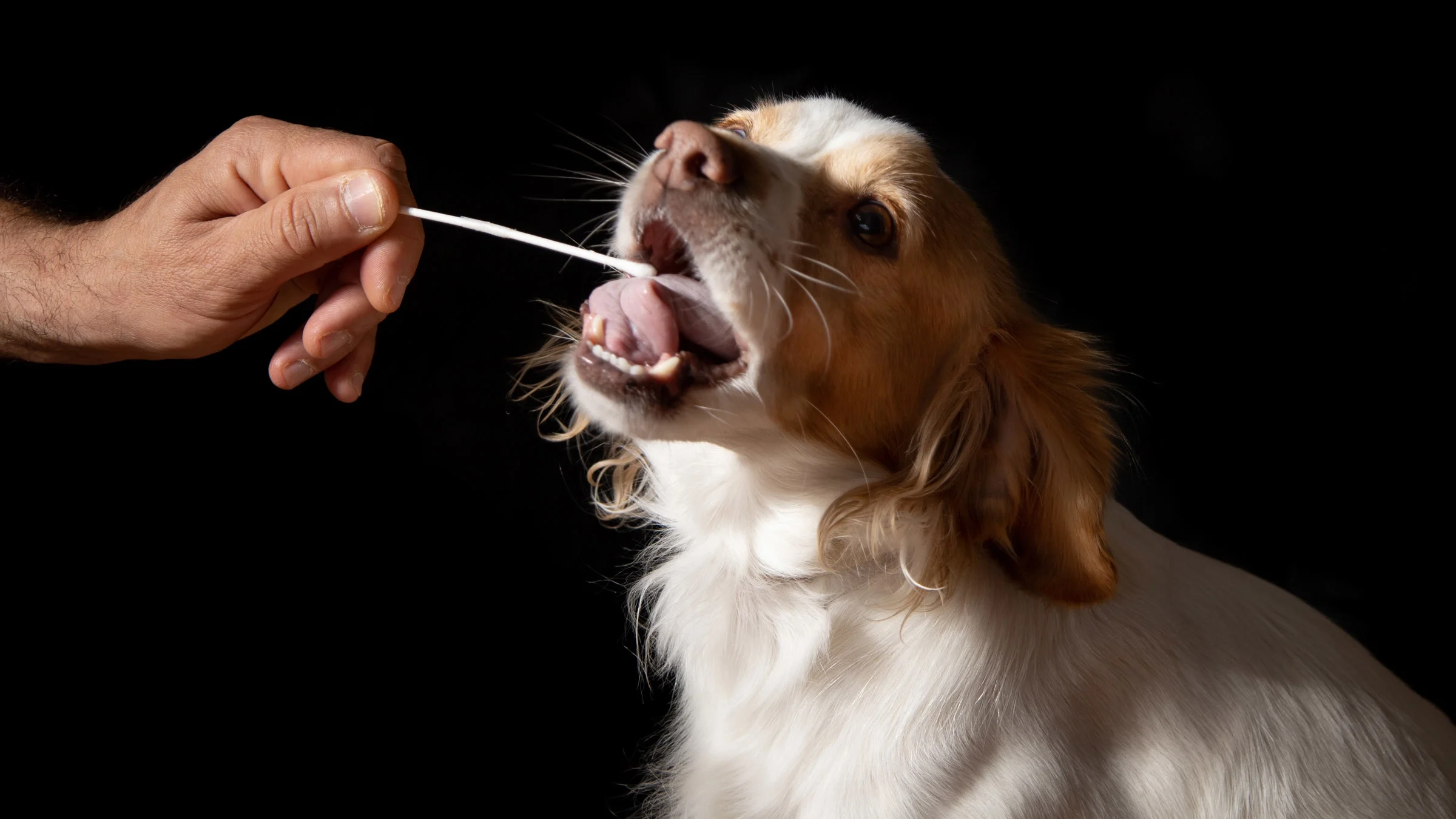 A dog getting a cheek swab.