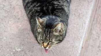 cat: cat with tongue out 1214416355