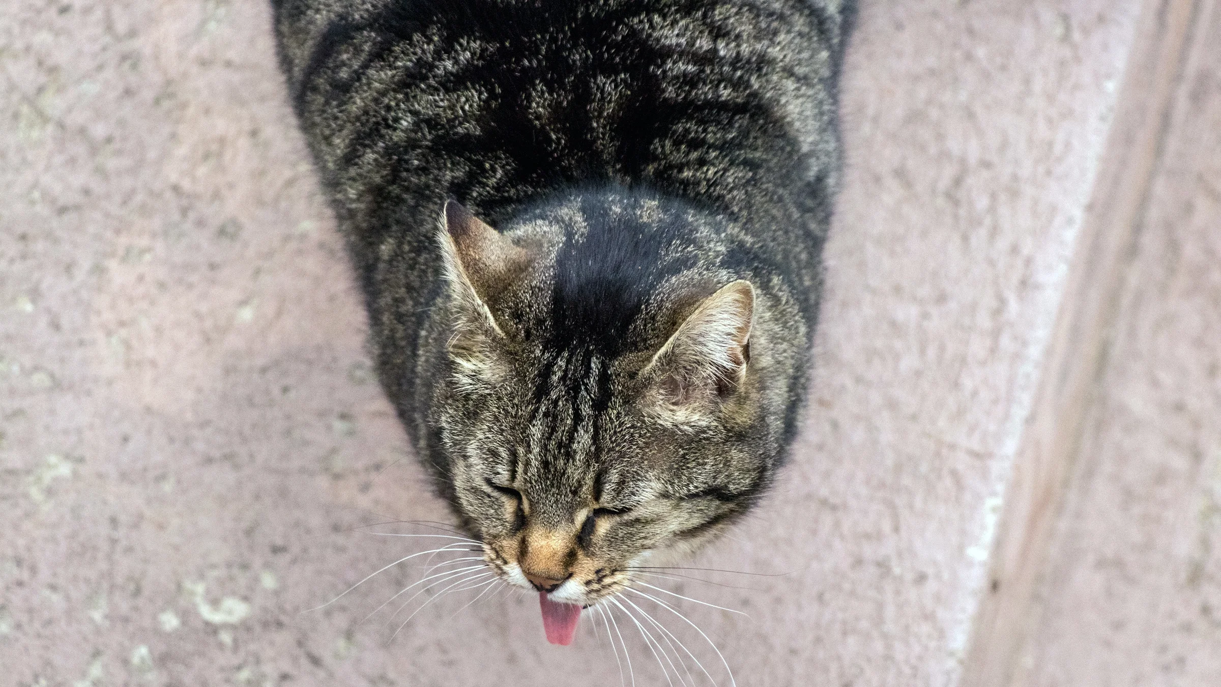 A cat has its tongue hanging out.