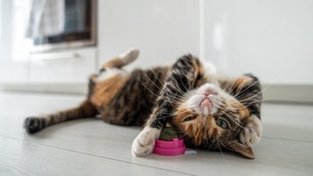 Cat: cat playing with catnip 1501197036