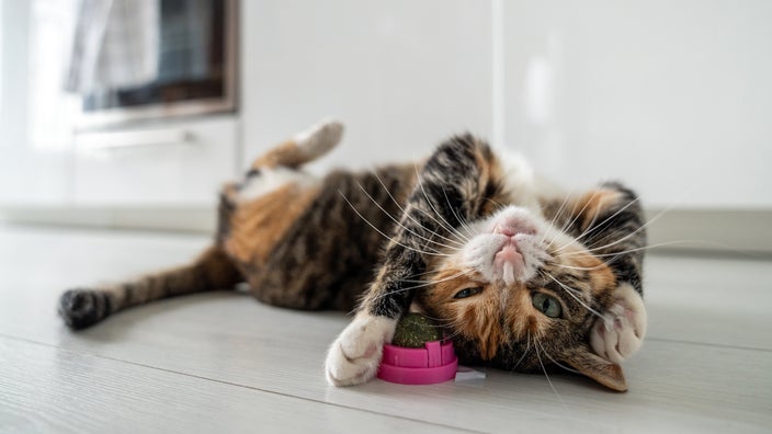 A cat is playing with a catnip ball.