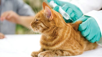 cat: closeup cat injection 455695827