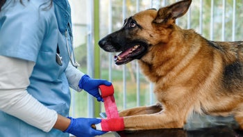 Dog: closeup wrapping dog paw with bandage 1695220915