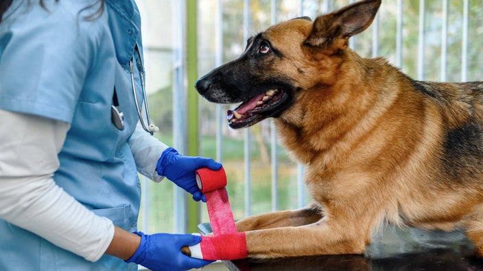 A close-up of a veterinarian wrapping a dog’s paw with a bandage.