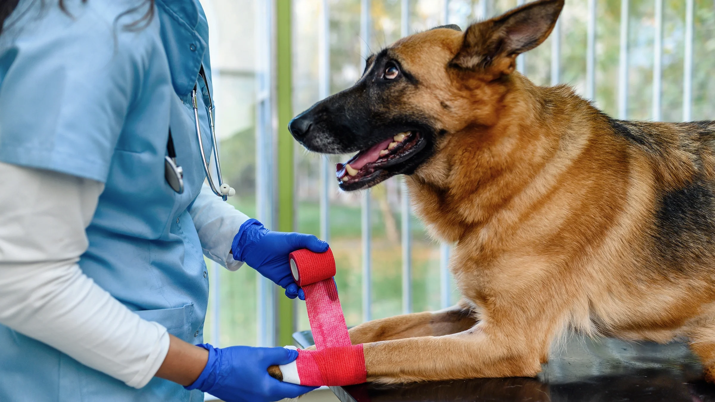 A close-up of a veterinarian wrapping a dog’s paw with a bandage.
