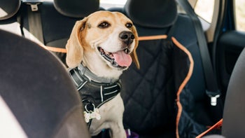 Dog: Carsickness: dog backseat car 1329699451