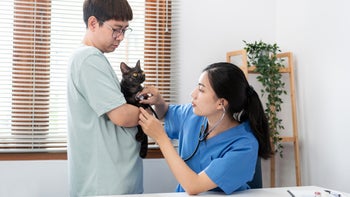 cat: examining_cat_at_vet_clinic_1458400980