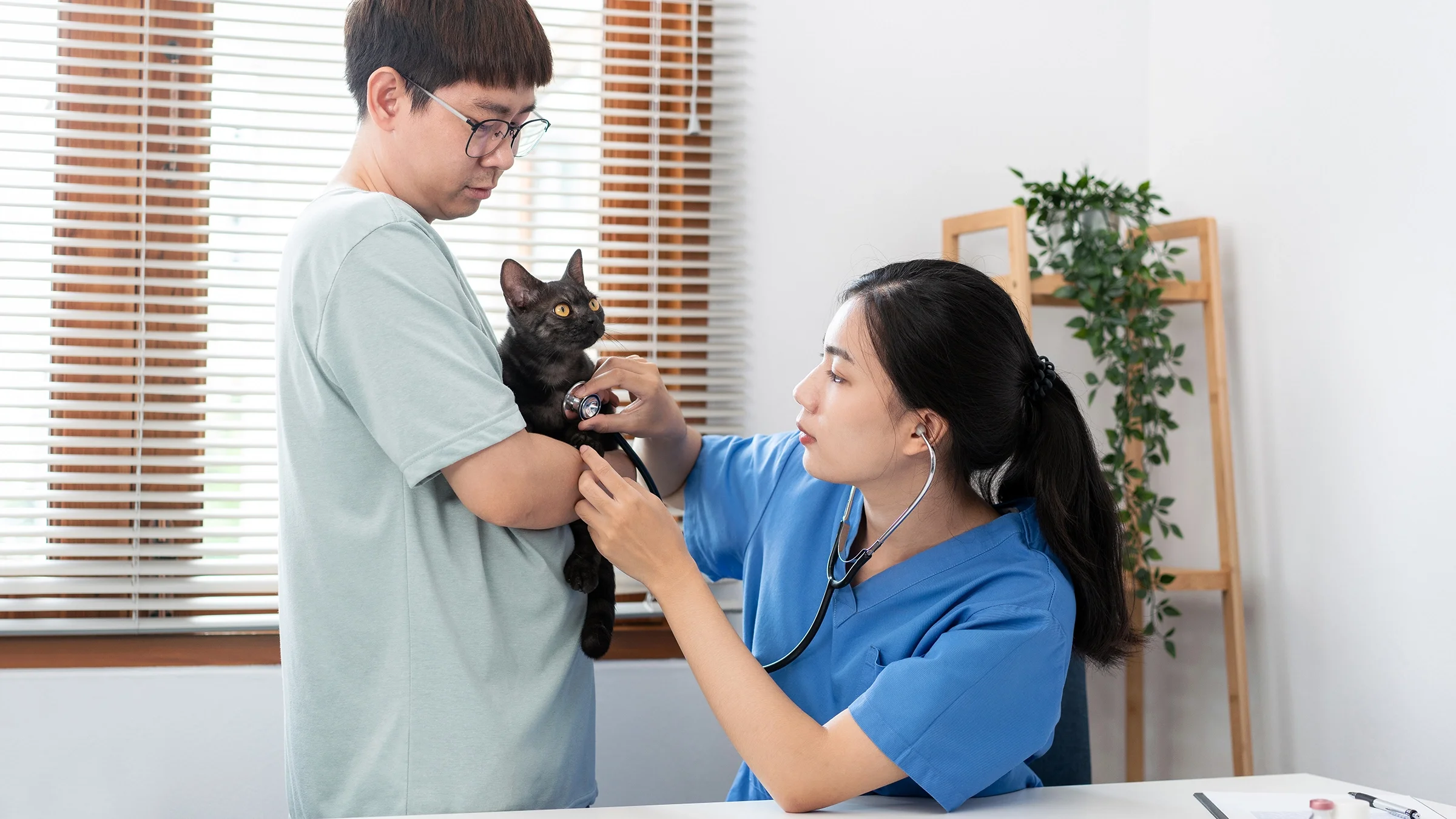 A cat is examined with a stethoscope in a veterinary clinic.