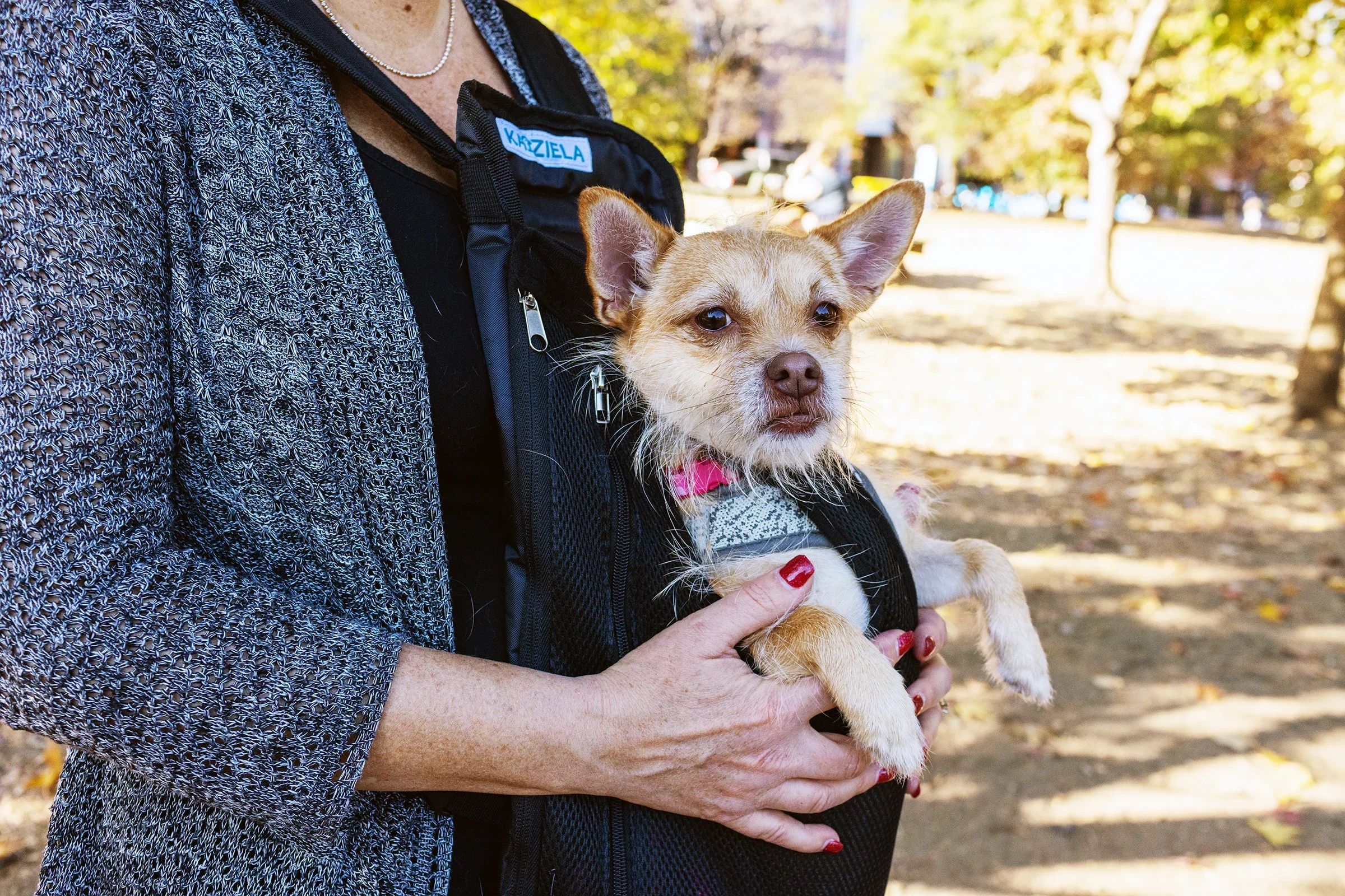 A small tan dog with pointy ears is being carried in a black pet carrier, held by a woman wearing a gray textured sweater in a sunny park.