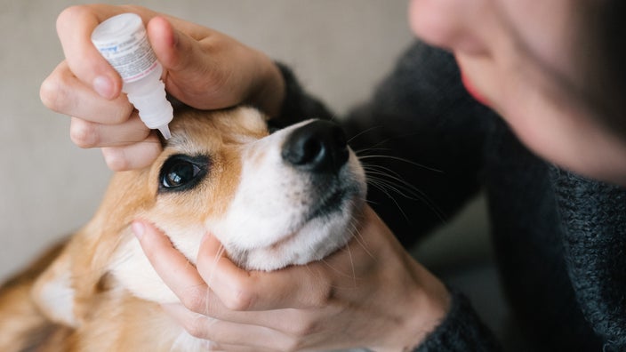 A dog is getting eye drops put in their eye in a close-up.
