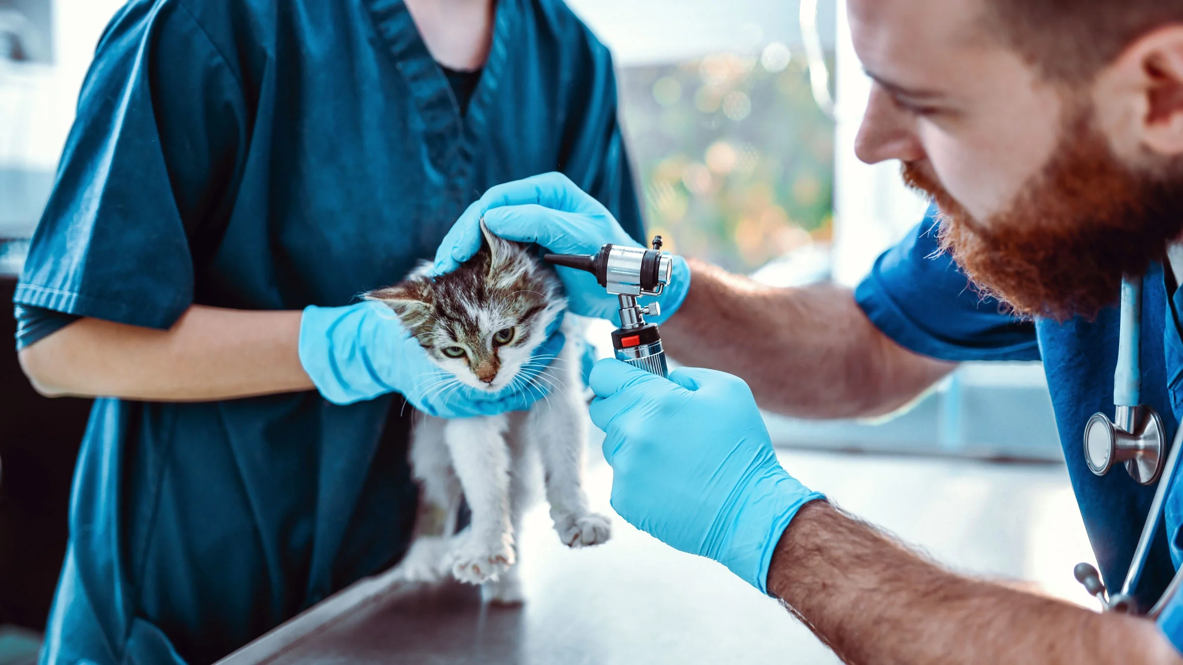 A cat is getting examined at the vet’s office.