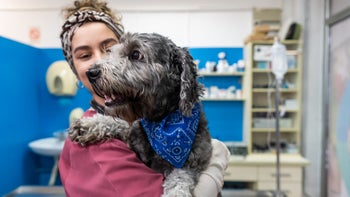 vet holding doodle mix in exam room-1367861137