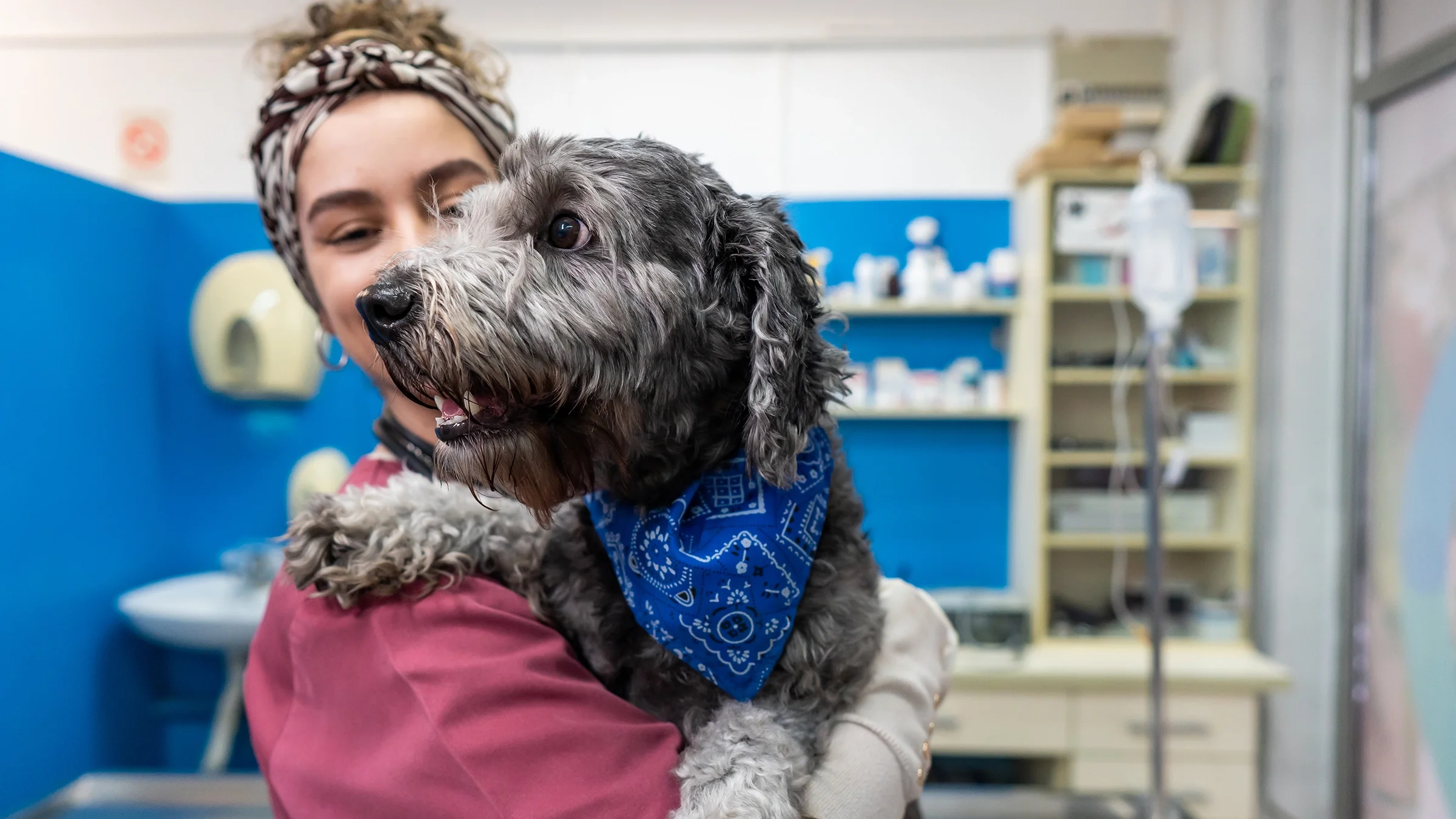 Doodle mix dog being held by the vet in the exam room. The dog is happy, fluffy, and wearing a blue bandana.