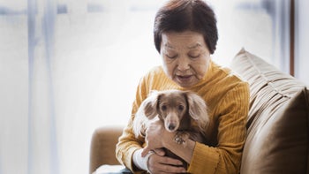 Dog: senior woman and dog at home 986566636
