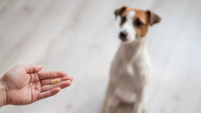Dog owner putting out hand with a pill in hand to a cute Jack Russel Terrier, the hand is in focus while the dog is in the background out of focus.