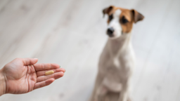 Metronidazole (Flagyl) is an antibiotic that vets may use off-label to treat diarrhea and IBS in dogs. Get info on metronidazole safety and dosage for dogs.