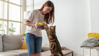 Cat: woman feeding her cat at home 1424024888