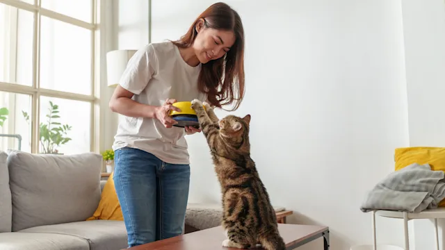 Cat: woman feeding her cat at home 1424024888