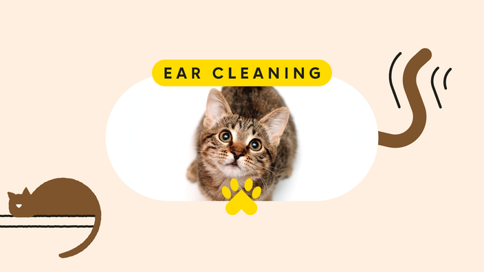 Cleaning cat's sale ears