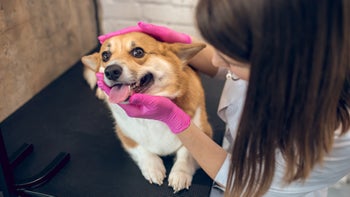 Dog: Pets: examining corgi dog at the vet 1313441679