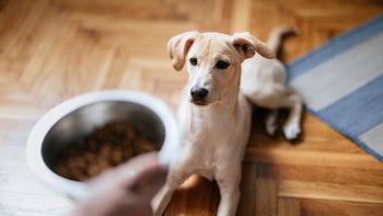Facets: dog waiting for food bowl 1482780848