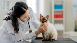 A small Siamese cat is being examined by a vet.
FatCamera/E+ via Getty Images