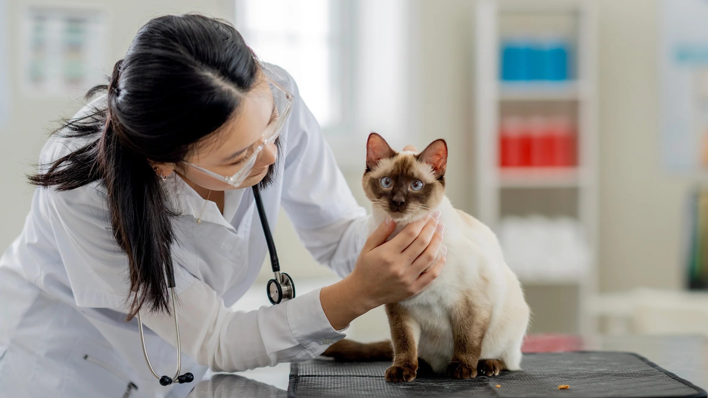 A small Siamese cat is being examined by a vet.