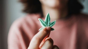 Substance use: close up marijuana gummy 1358834195