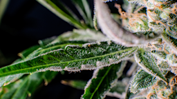 Endocannabinoids are molecules made by your body that help regulate homeostasis. Learn more about how the endocannabinoid system works here.