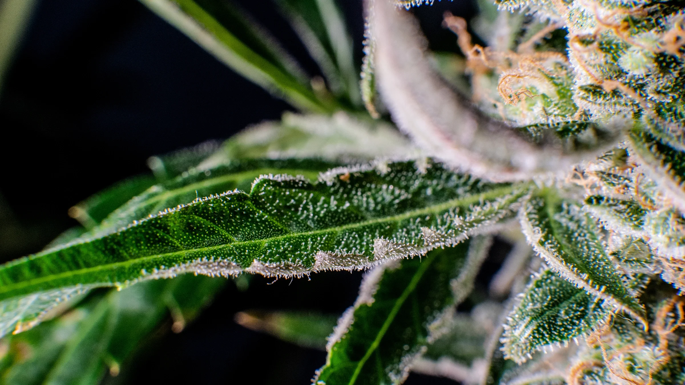 Extreme close-up of a fuzzy marijuana leaf.