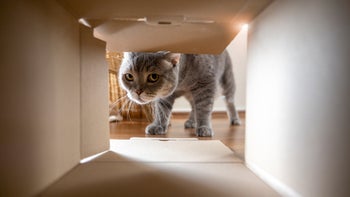 cat: cat hiding in a box 1360947774